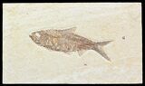 Detailed, Knightia Fossil Fish - Wyoming #57118-1